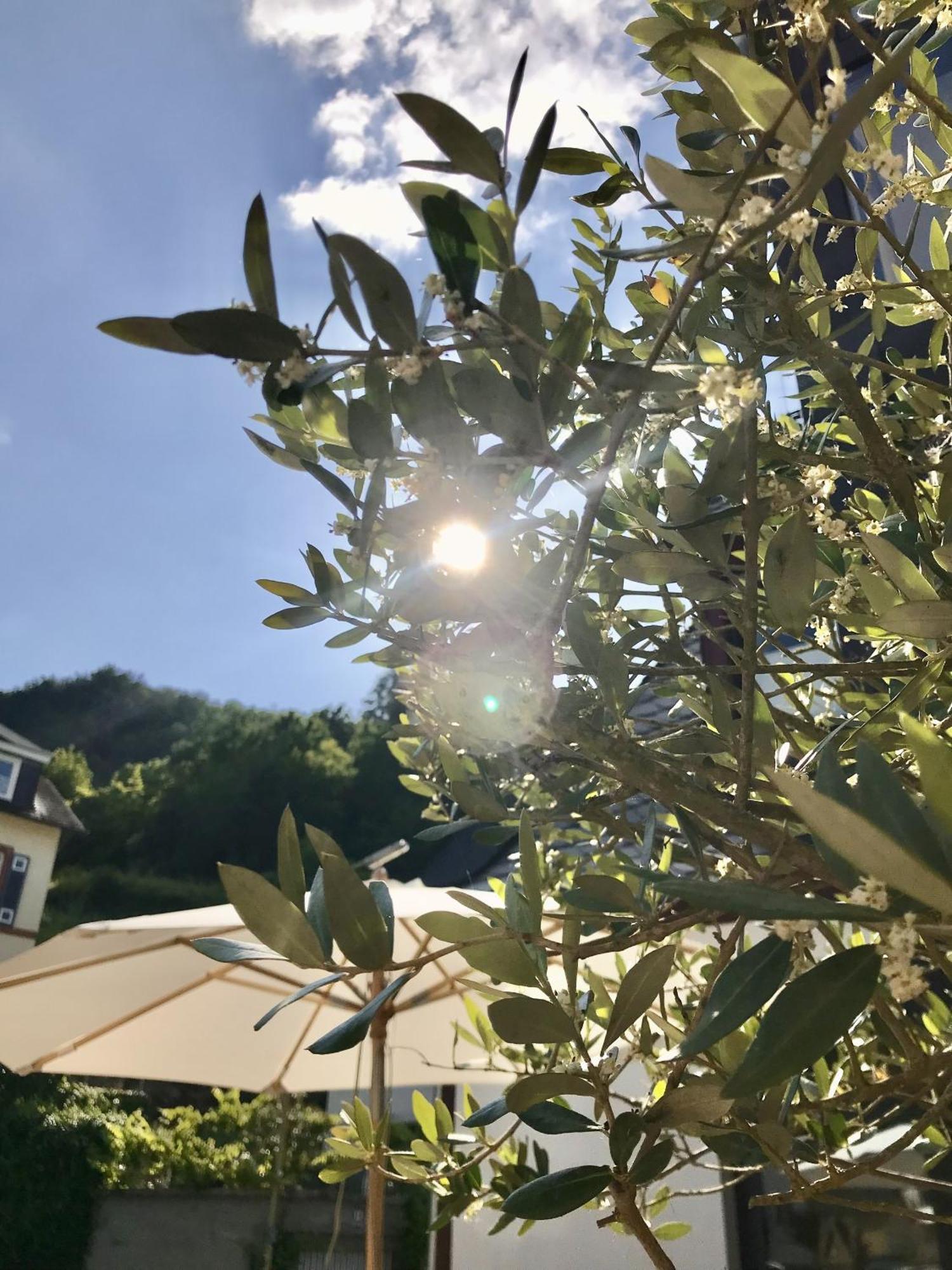Hotel Villa Vie Cochem Eksteriør billede